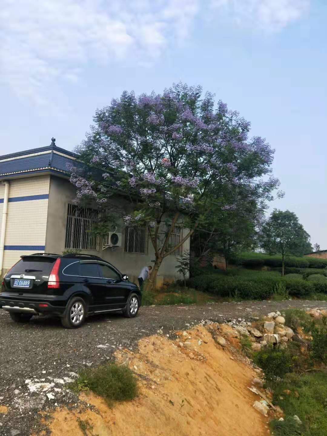 19公分藍花楹價格