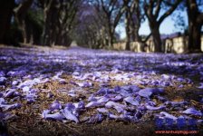 藍花楹高清圖片