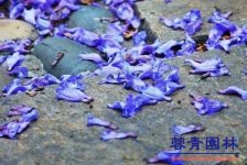 藍花楹花期