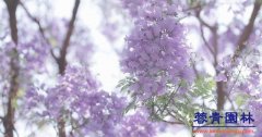 藍花楹種植
