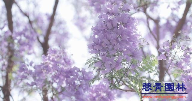 藍花楹種植