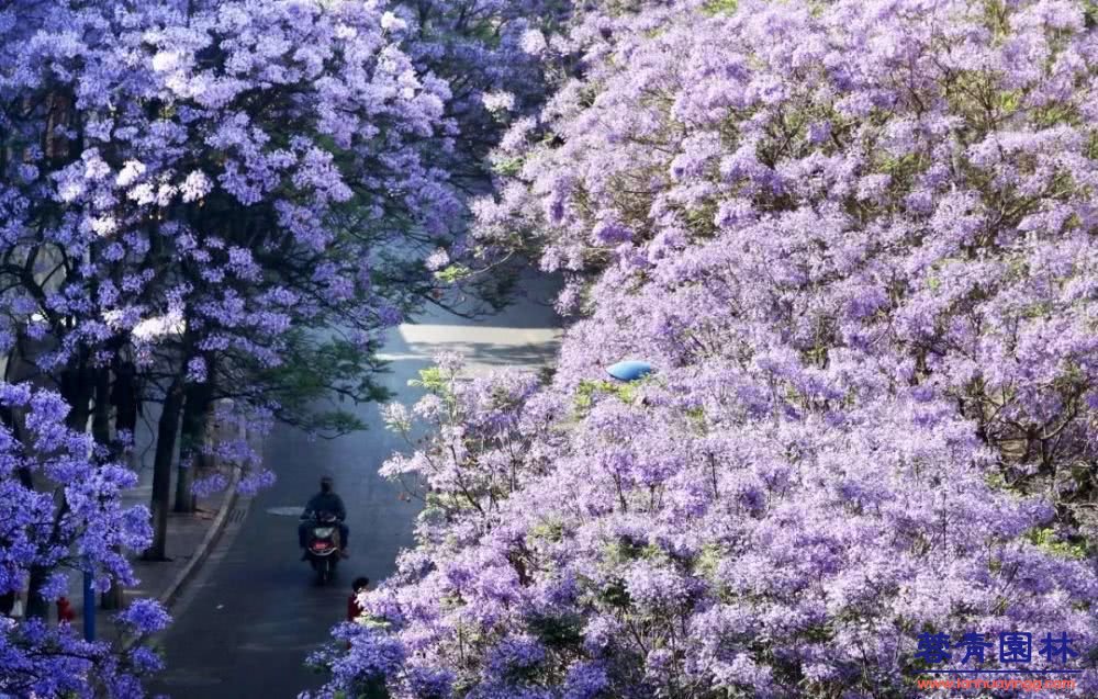 想看藍(lán)花楹樹(shù)，就去每年的這里吧