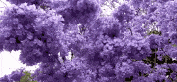 想看藍(lán)花楹樹(shù)，就去每年的這里吧