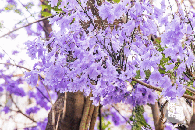想看藍(lán)花楹樹(shù)，就去每年的這里吧