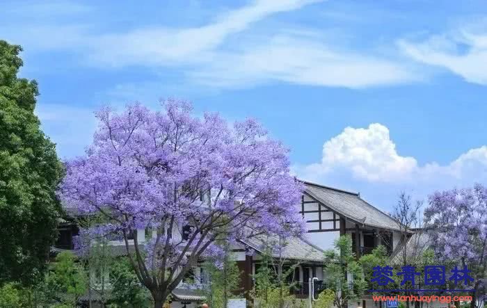 想看藍(lán)花楹樹(shù)，就去每年的這里吧