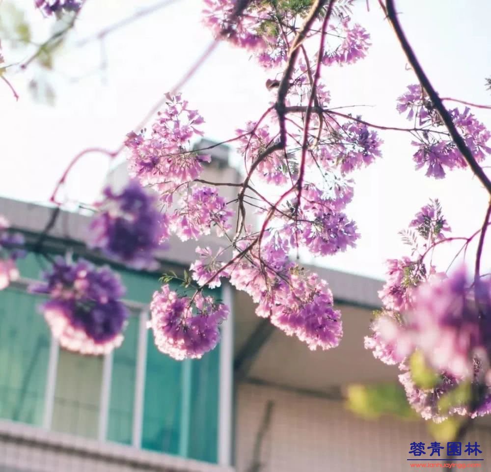 想看藍(lán)花楹樹(shù),就去每年的這里吧