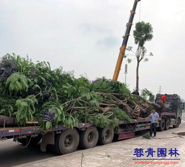 藍花楹裝車