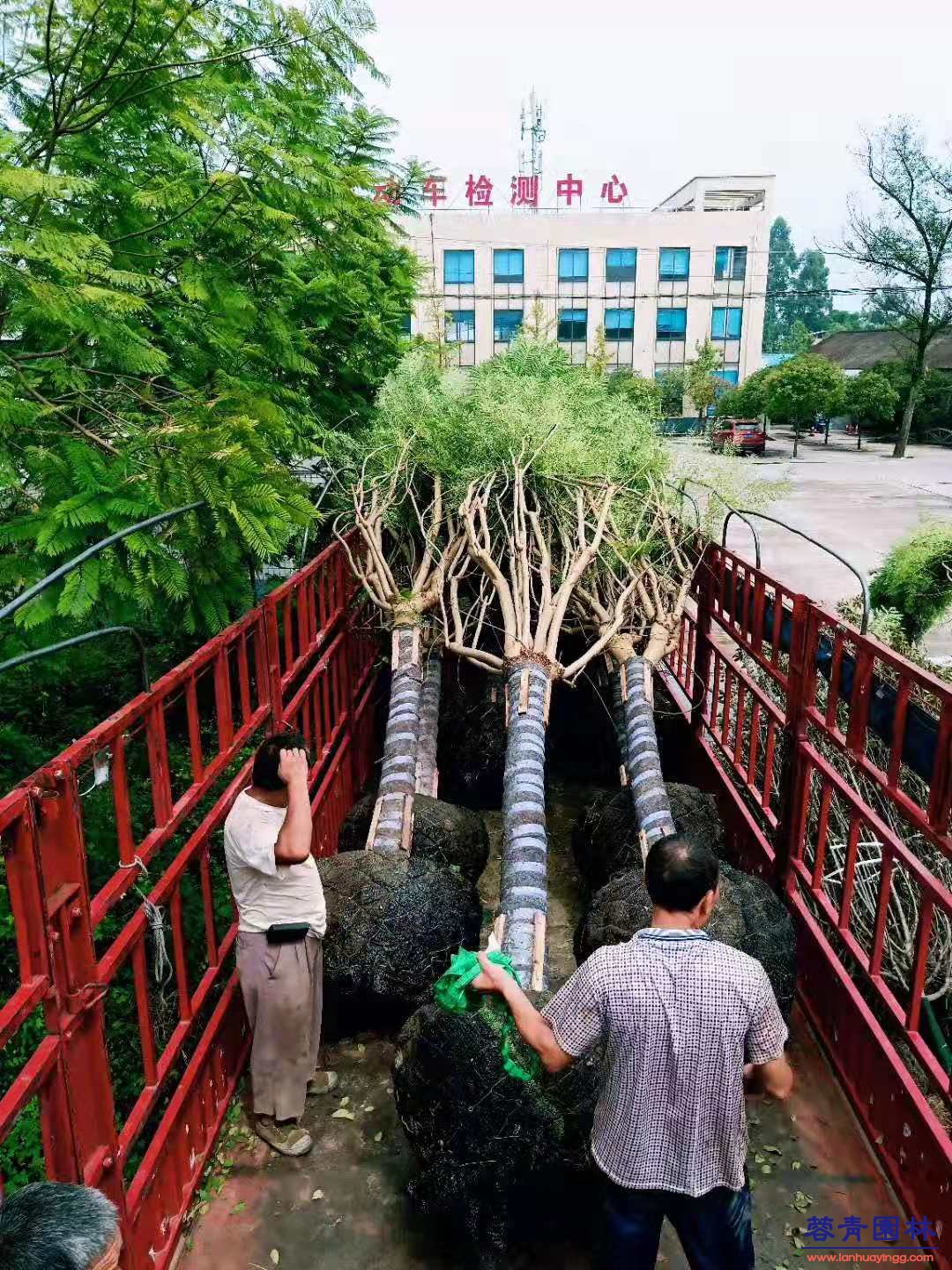 藍花楹運輸
