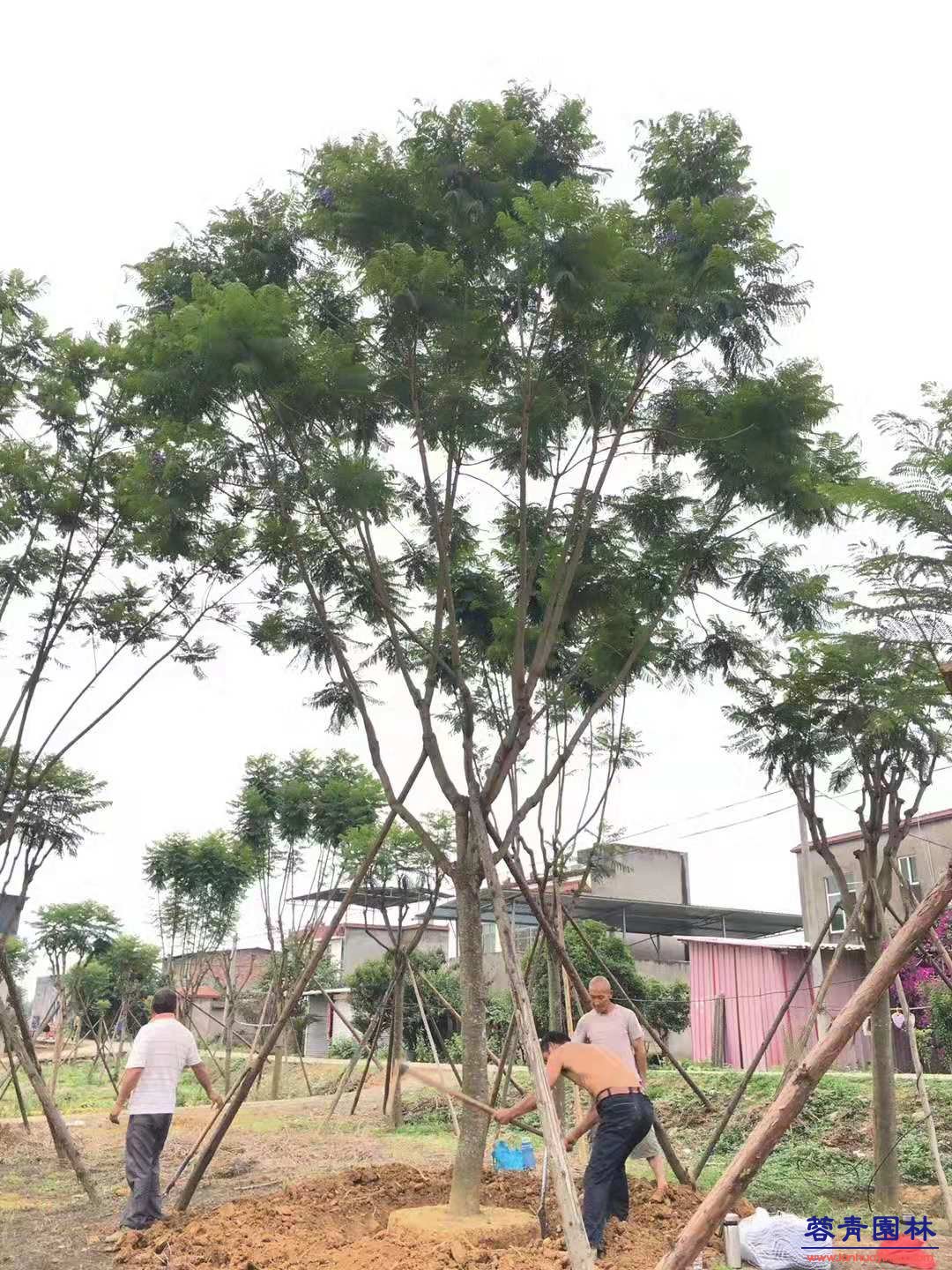 藍花楹挖苗