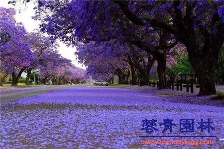 成都藍花楹的種植方法和注意事項