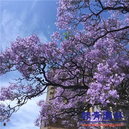 藍(lán)花楹種子那月播種最佳？怎么種植？