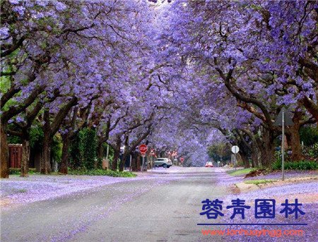 藍(lán)花楹種子那月播種最佳？怎么種植？
