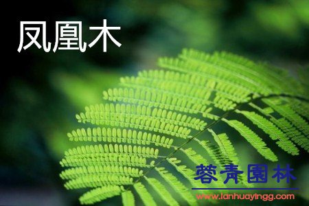 藍(lán)花楹和鳳凰木的區(qū)別在哪？如何鑒別？