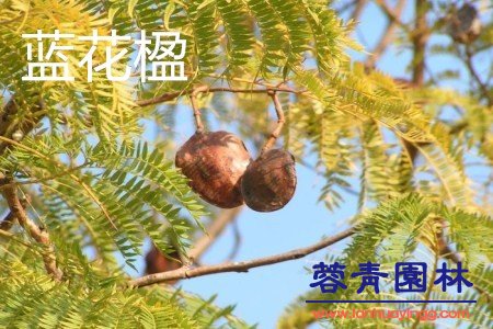 藍(lán)花楹和鳳凰木的區(qū)別在哪？如何鑒別？