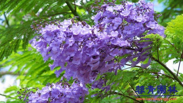 藍(lán)花楹與鳳凰木區(qū)別 藍(lán)花楹和鳳凰木的區(qū)別在哪?如何鑒別?