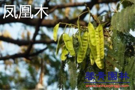 藍(lán)花楹和鳳凰木的區(qū)別在哪？如何鑒別？
