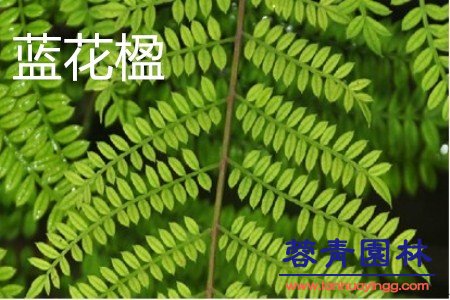 藍(lán)花楹和鳳凰木的區(qū)別在哪？如何鑒別？