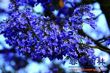 藍花楹幾月開花，怎么修剪藍花楹最為好看？