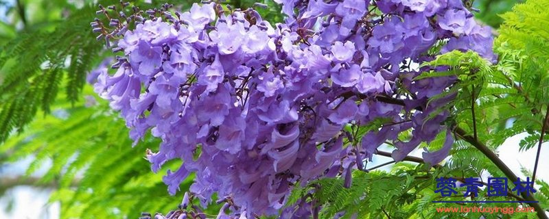藍花楹幾月開花，怎么修剪藍花楹最為好看？