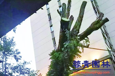藍花楹幾月開花，怎么修剪藍花楹最為好看？
