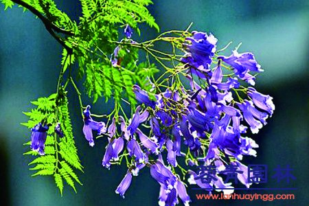 藍花楹幾月開花，怎么修剪藍花楹最為好看？