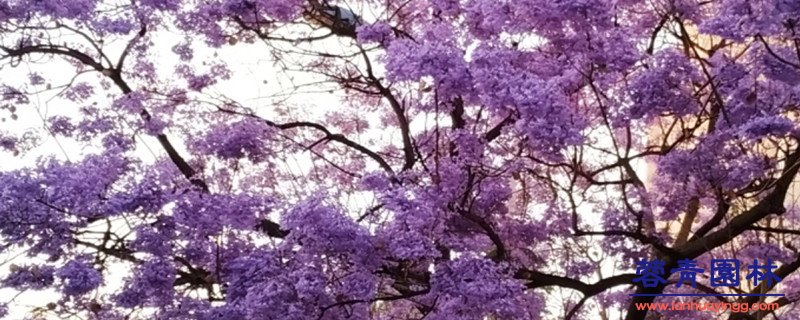 合歡花和藍(lán)花楹的區(qū)別 藍(lán)花楹與合歡花的區(qū)別在哪里?如何鑒別?
