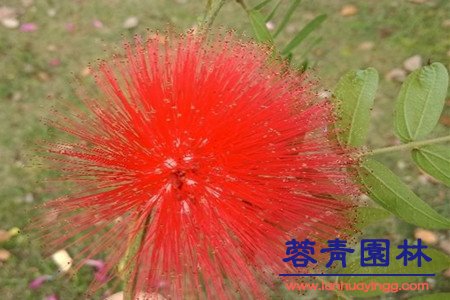 合歡樹 藍(lán)花楹與合歡花的區(qū)別在哪里?如何鑒別?