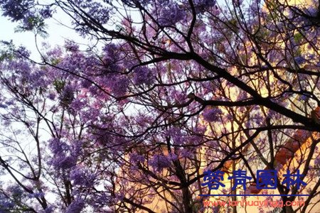 藍(lán)花楹 藍(lán)花楹與合歡花的區(qū)別在哪里?如何鑒別?