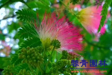 合歡樹 藍(lán)花楹與合歡花的區(qū)別在哪里?如何鑒別?