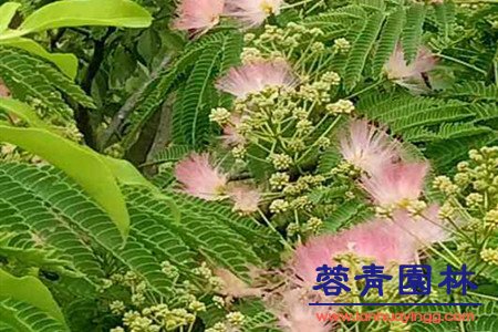 合歡樹 藍(lán)花楹與合歡花的區(qū)別在哪里?如何鑒別?
