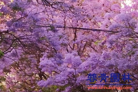 藍(lán)花楹 藍(lán)花楹與合歡花的區(qū)別在哪里?如何鑒別?