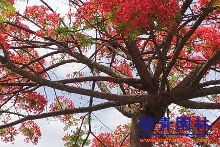紅花楹 藍(lán)花楹和紅花楹怎樣區(qū)分辨別呢?
