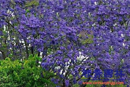 藍(lán)花楹 藍(lán)花楹和紅花楹怎樣區(qū)分辨別呢?