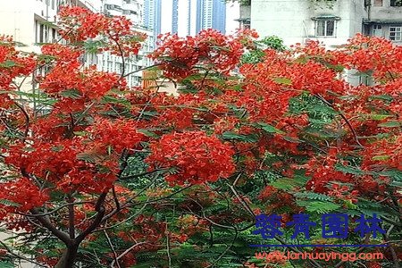 紅花楹 藍(lán)花楹和紅花楹怎樣區(qū)分辨別呢?