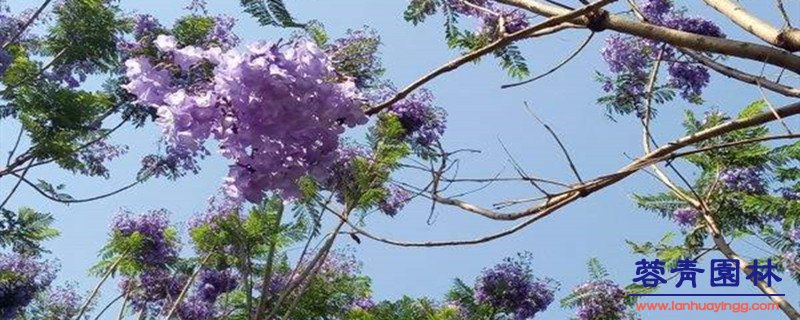 藍(lán)花楹與紅花楹區(qū)別 藍(lán)花楹和紅花楹怎樣區(qū)分辨別呢?