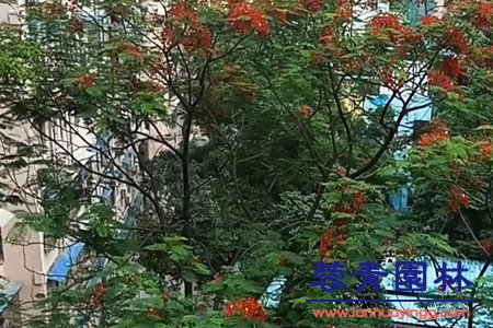 紅花楹 藍(lán)花楹和紅花楹怎樣區(qū)分辨別呢?