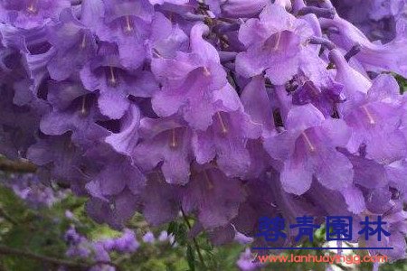 藍花楹 藍花楹和南洋楹的辨別的方法,怎樣去區分?
