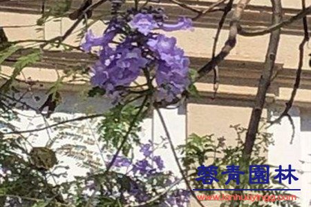 藍花楹 藍花楹和南洋楹的辨別的方法,怎樣去區分?