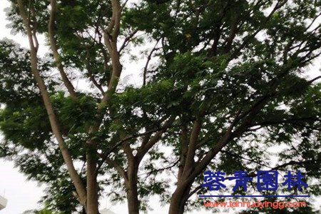 南洋楹 藍花楹和南洋楹的辨別的方法,怎樣去區分?