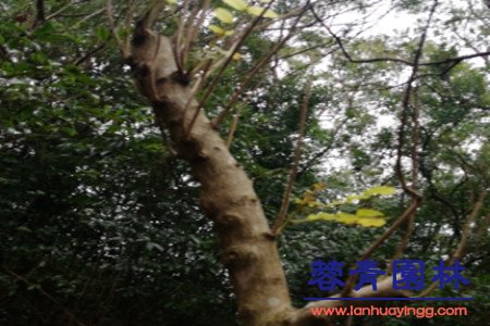 南洋楹 藍花楹和南洋楹的辨別的方法,怎樣去區分?