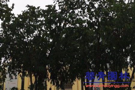 南洋楹 藍花楹和南洋楹的辨別的方法,怎樣去區分?