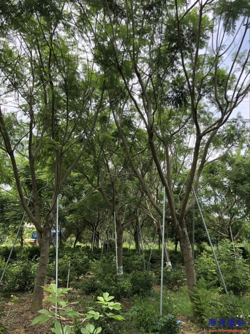20-30公分藍花楹樹價格行情