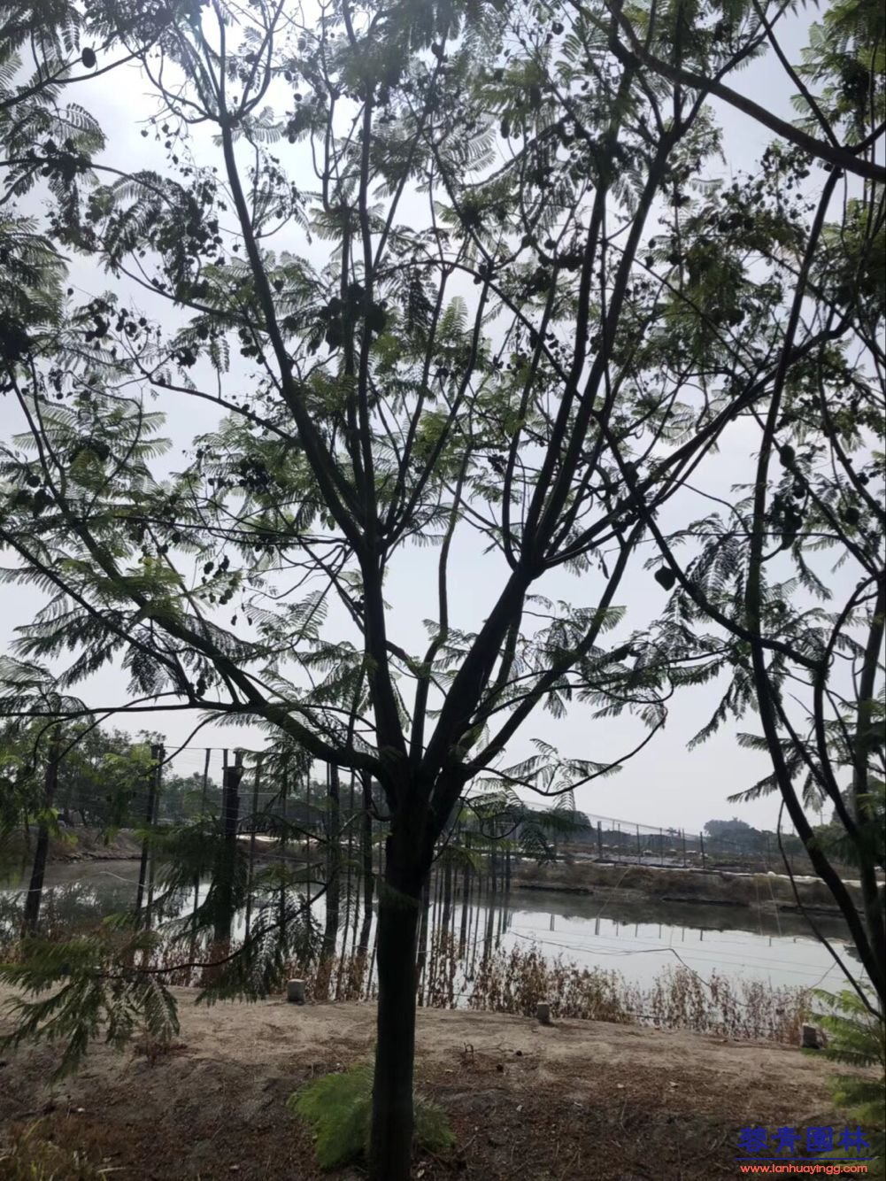 20-30公分藍花楹樹價格行情