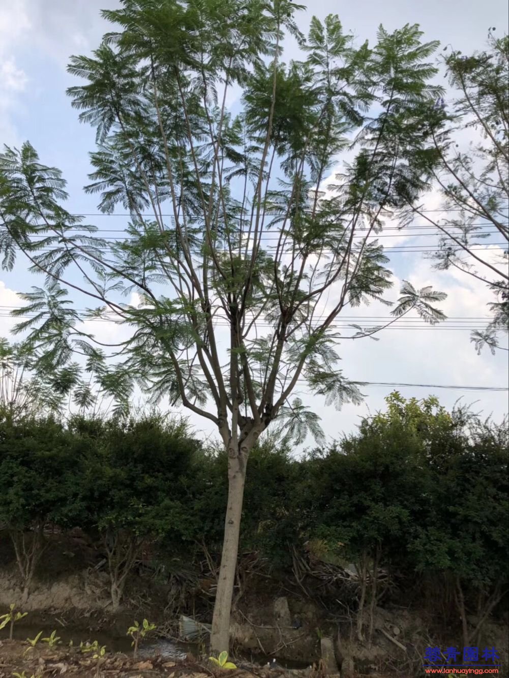 20-30公分藍花楹樹價格行情
