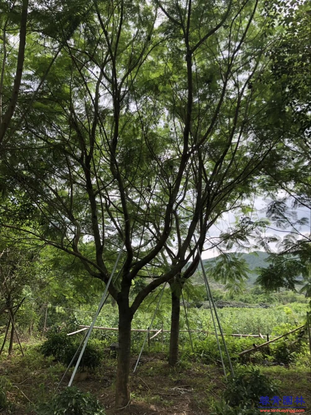 20-30公分藍花楹樹價格行情