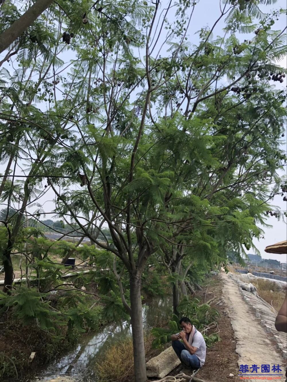 20-30公分藍花楹樹價格行情