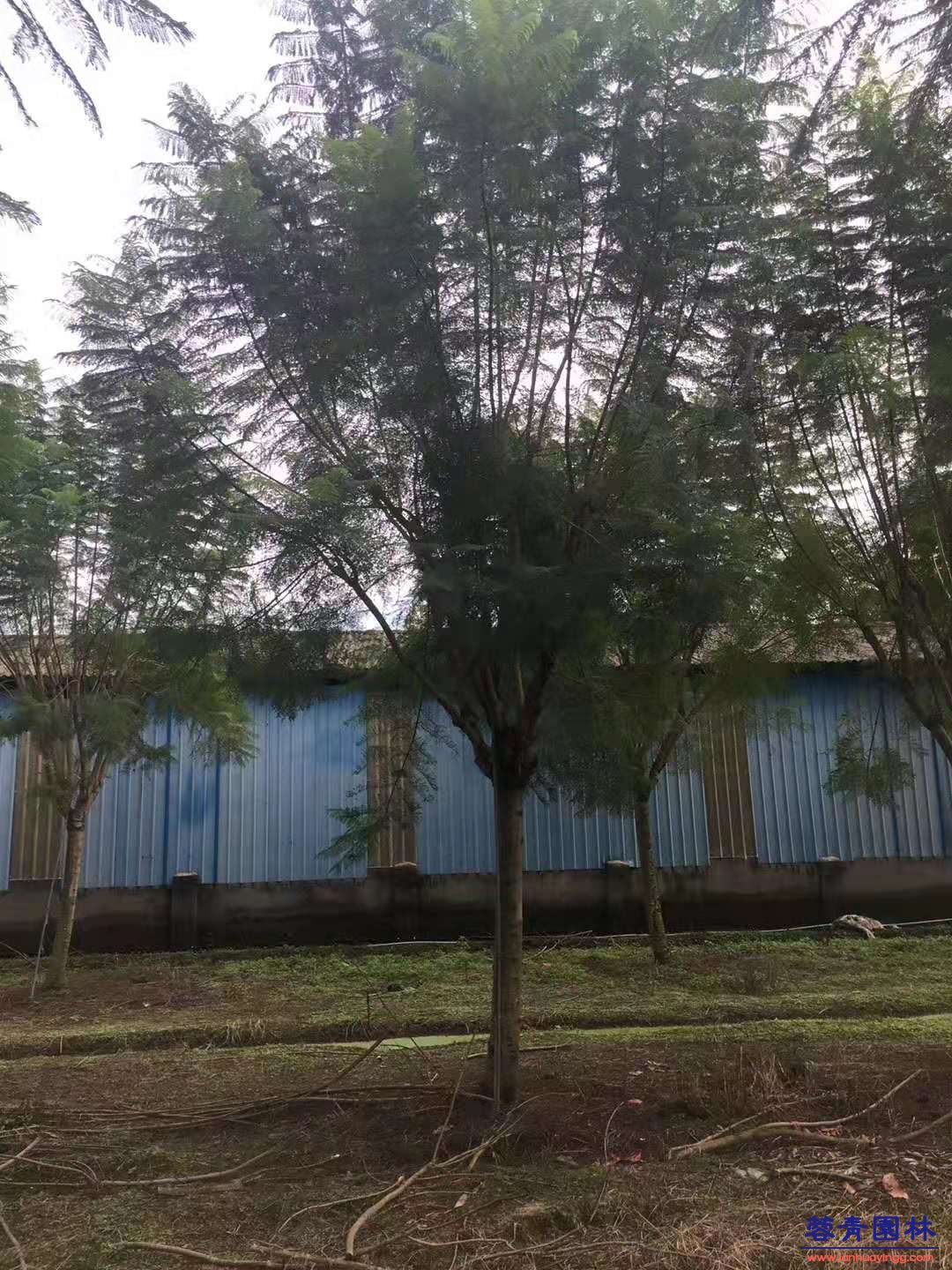 10-30公分藍花楹基地批發 - 價格行情