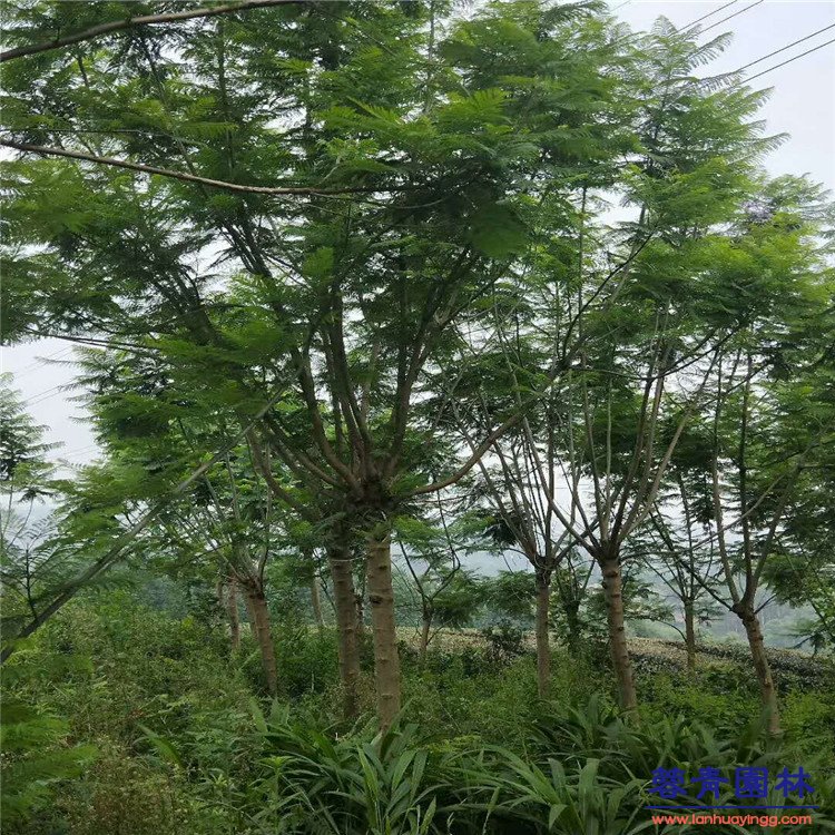 10-30公分藍花楹基地批發 - 價格行情