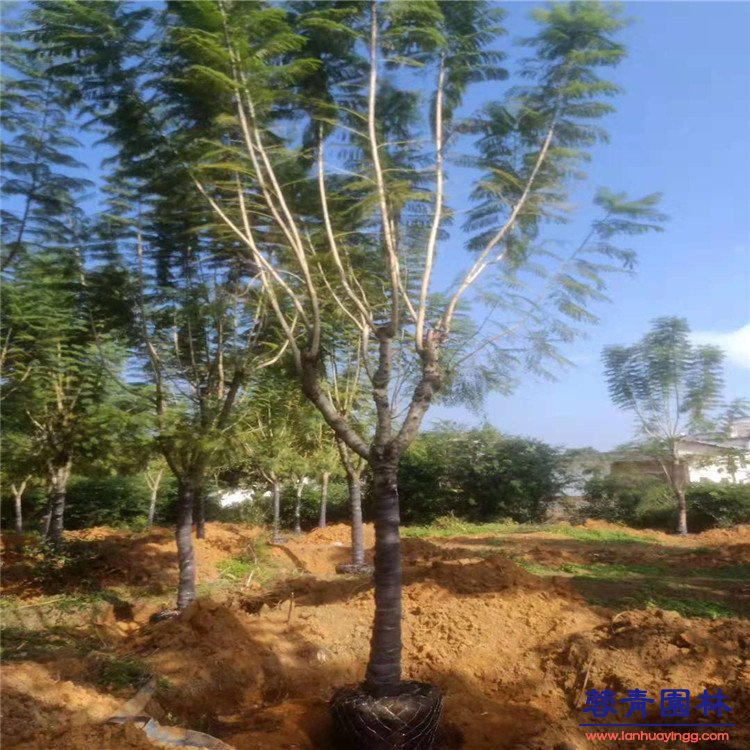 10-30公分藍花楹基地批發 - 價格行情