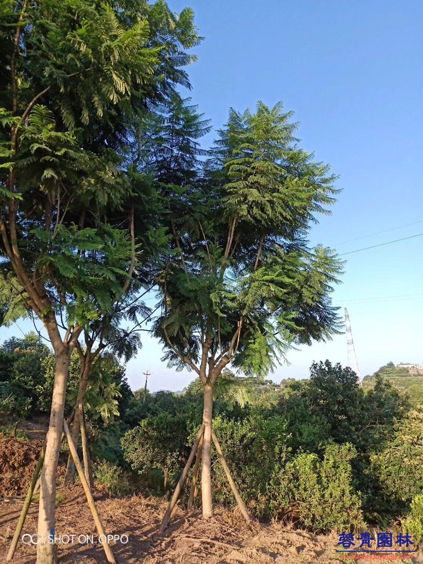 10-30公分藍花楹基地批發 - 價格行情